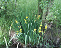 Flora: Iris - Einzelexemplar